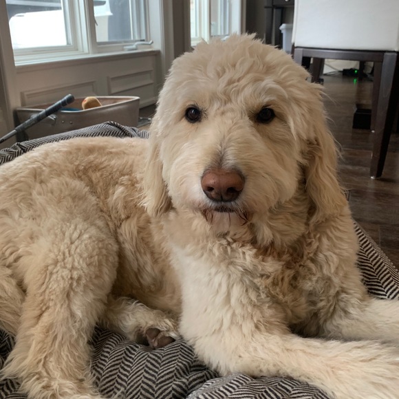 Meet your Posher, Samara - Picture 1 of 1